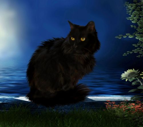 blackcat cat black