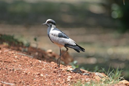 Blacksmith Lapwing Plover