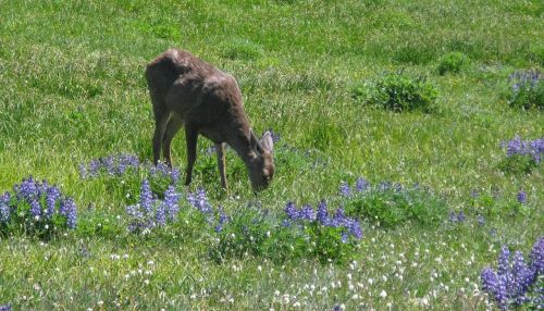 blacktail deer meadow wildlife