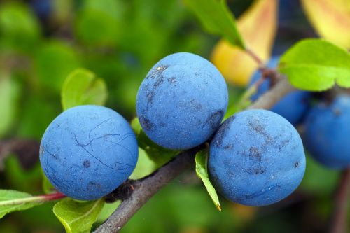 blackthorn berry blue