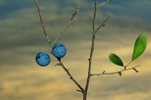 blackthorn  fruit  autumn