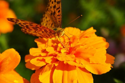 blacktip reef shark fritillary marigold butterfly