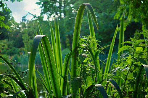 blade rush plant