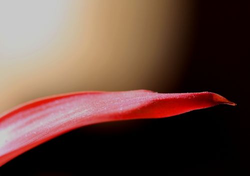 blade grass macro