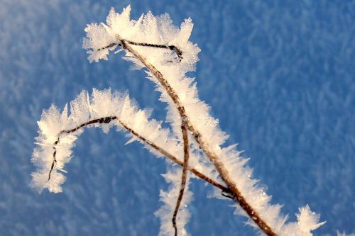 blade of grass frozen frost
