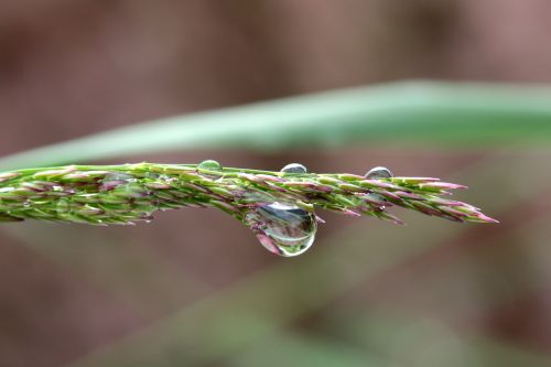 blade of grass raindrop drip