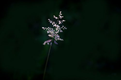 blade of grass grasses seeds