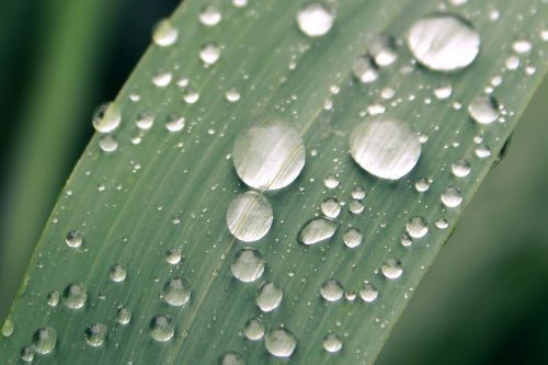 blade of grass raindrop drop of water