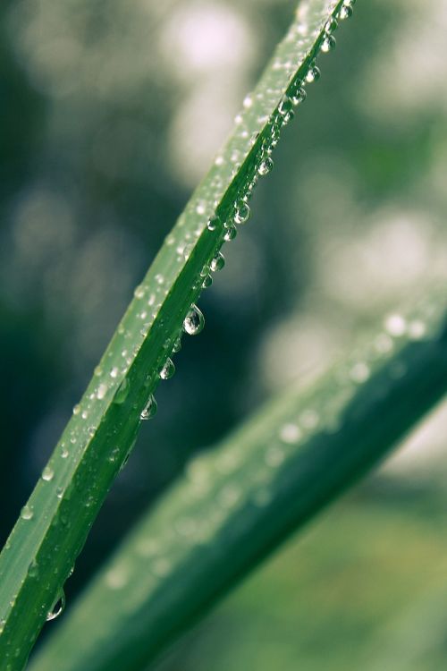 blade of grass raindrop drop of water