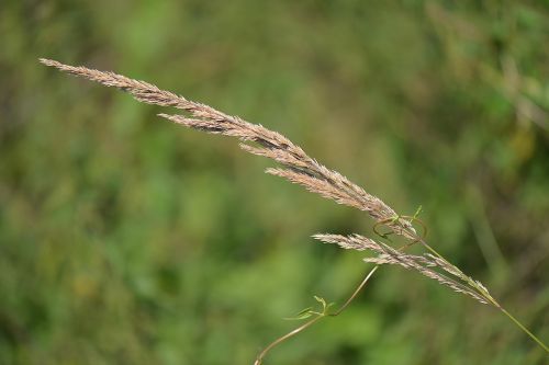 blade of grass nature close