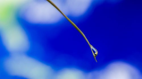 blade of grass earth drop of water