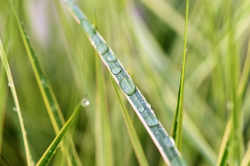 blade of grass drop of water dew