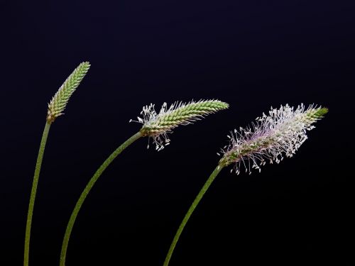 blade of grass seeds reproduction