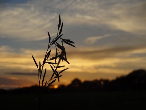 blade of grass evening light sunset