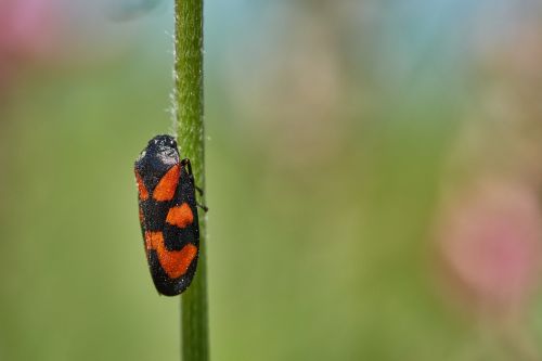 blade of grass beetle red