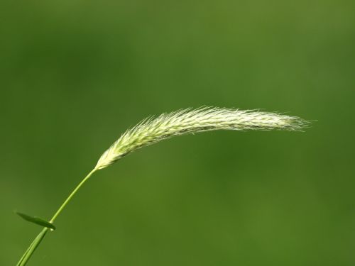 blade of grass grass seed grass