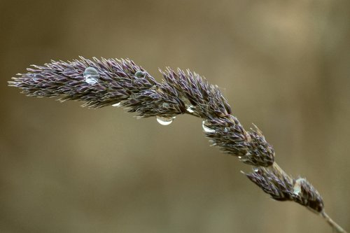 blade of grass  drop of water  drip