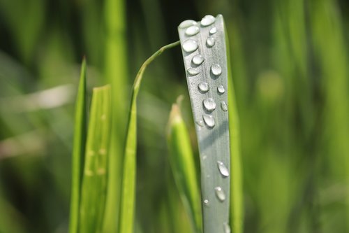 blade of grass  rain  raindrop
