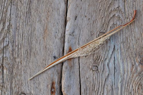 blade of grass dried deco