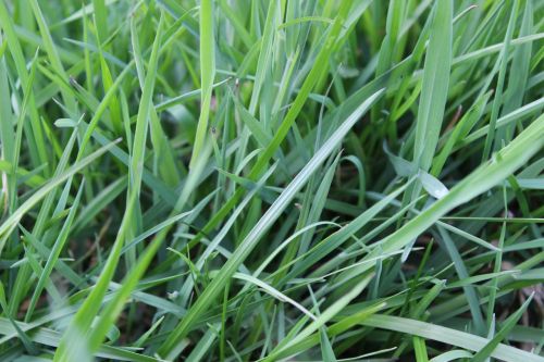 blades of grass meadow pasture