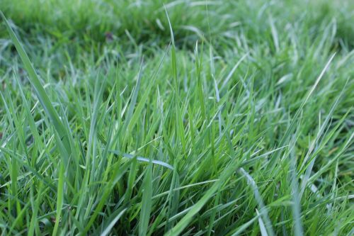 blades of grass meadow pasture