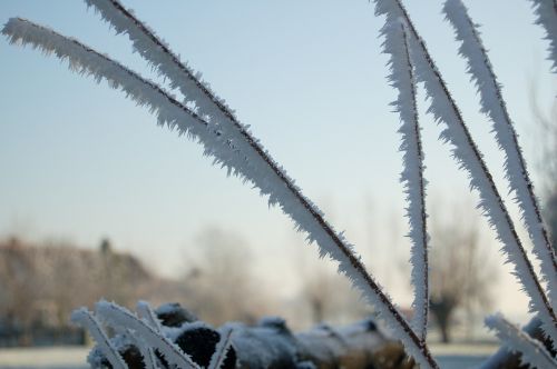 blades of grass iced winter