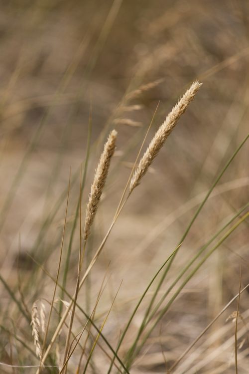 blades of grass grasses halm