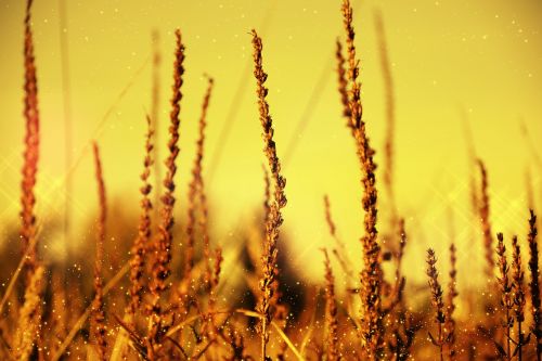 blades of grass straw ear