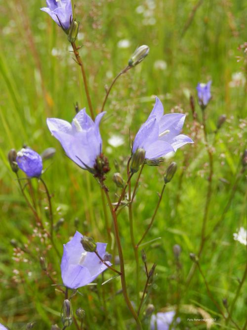 Bluebells