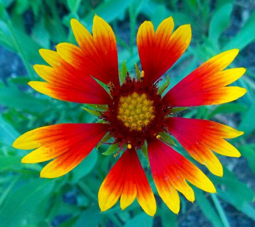 blanket flower flower plant