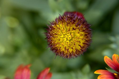 blanket flower head with no petals garden yellow-red seed head