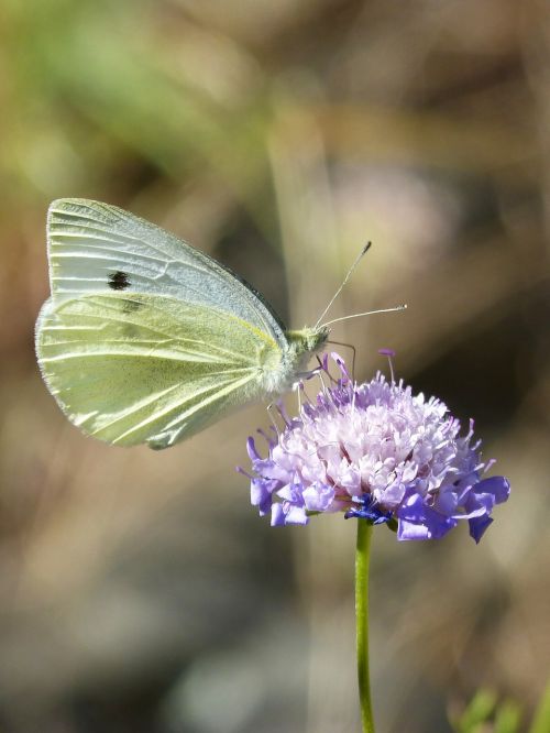 blanquita of cabbage butterfly wild flower