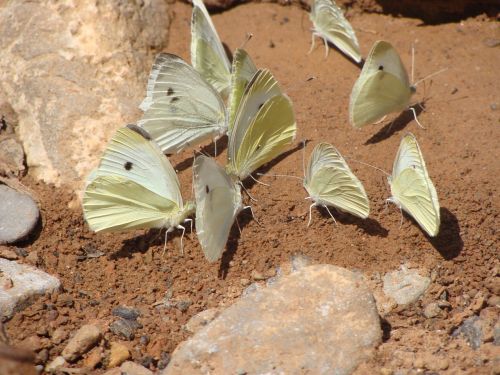 blanquita of cabbage butterflies pieris rapae