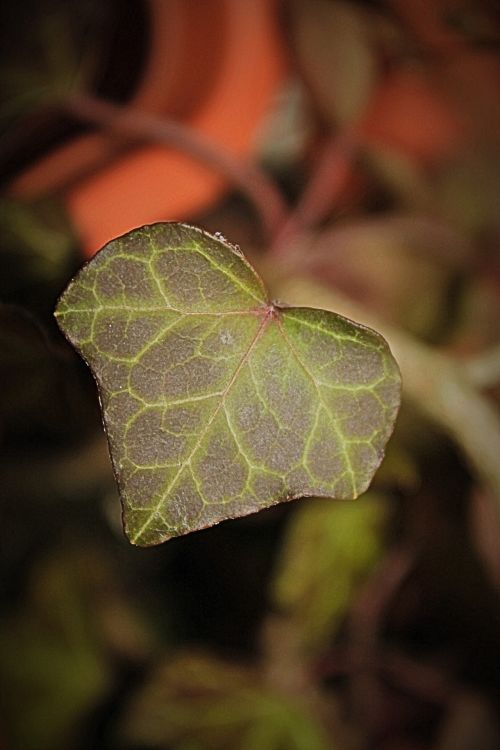 Foliage Plant