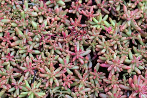 blattsukkulent saxifrage ground cover