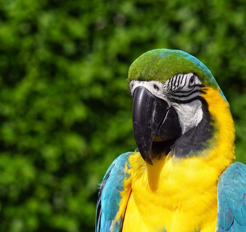 blauara parrot bird
