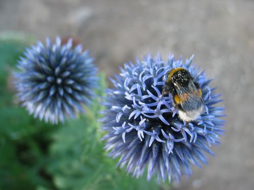 blaudistel hummel flower