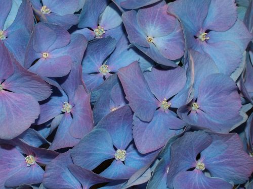 Blue Flowers