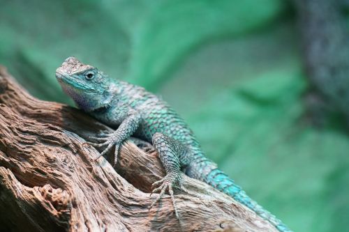 blaukehlagame iguana reptile