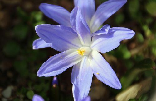 blue star scilla flower garden