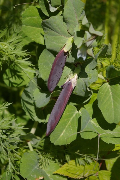 blauwschokker  peas  plants