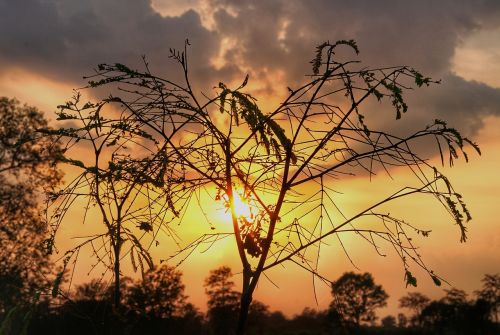 blaze sunset silhouette