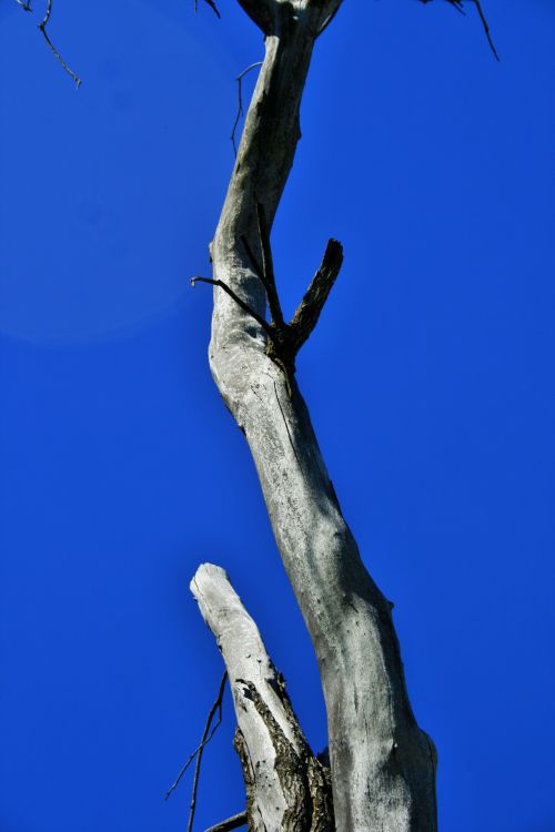 Tree Trunk Against The Blue Sky