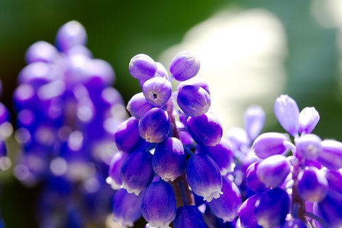 bleed  grape hyacinth  flower