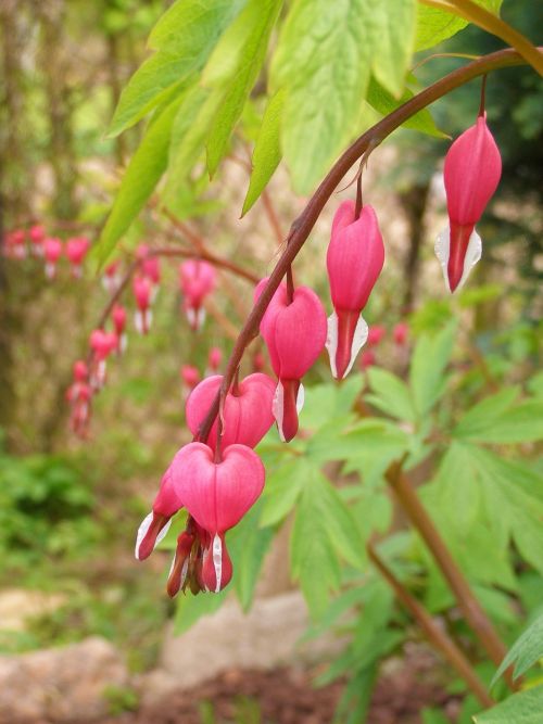 bleeding heart flower pink