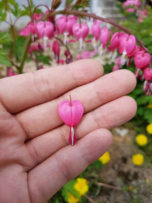 bleeding heart flowers spring