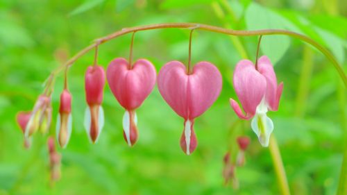bleeding heart pink blossom