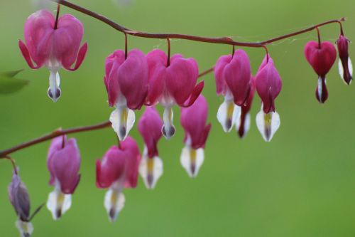 bleeding heart pink ornamental plant