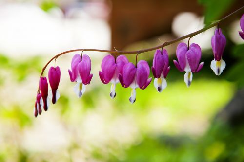 bleeding heart spring flowers