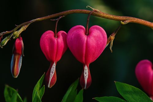 bleeding heart flower natural pink